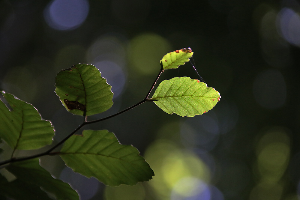 Licht und Schatten