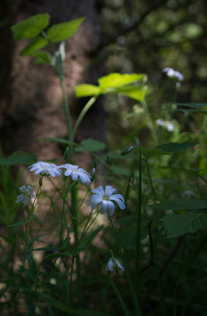 Licht und Schatten