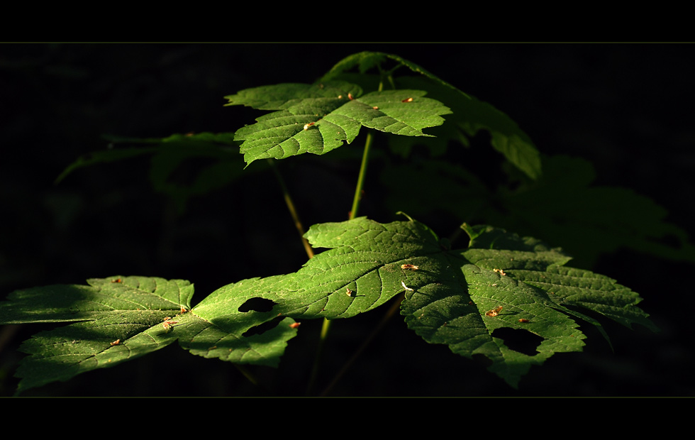 Licht und Schatten