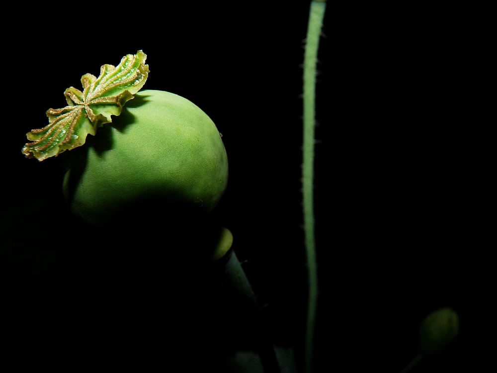 Licht und Schatten by Kranichfeder 