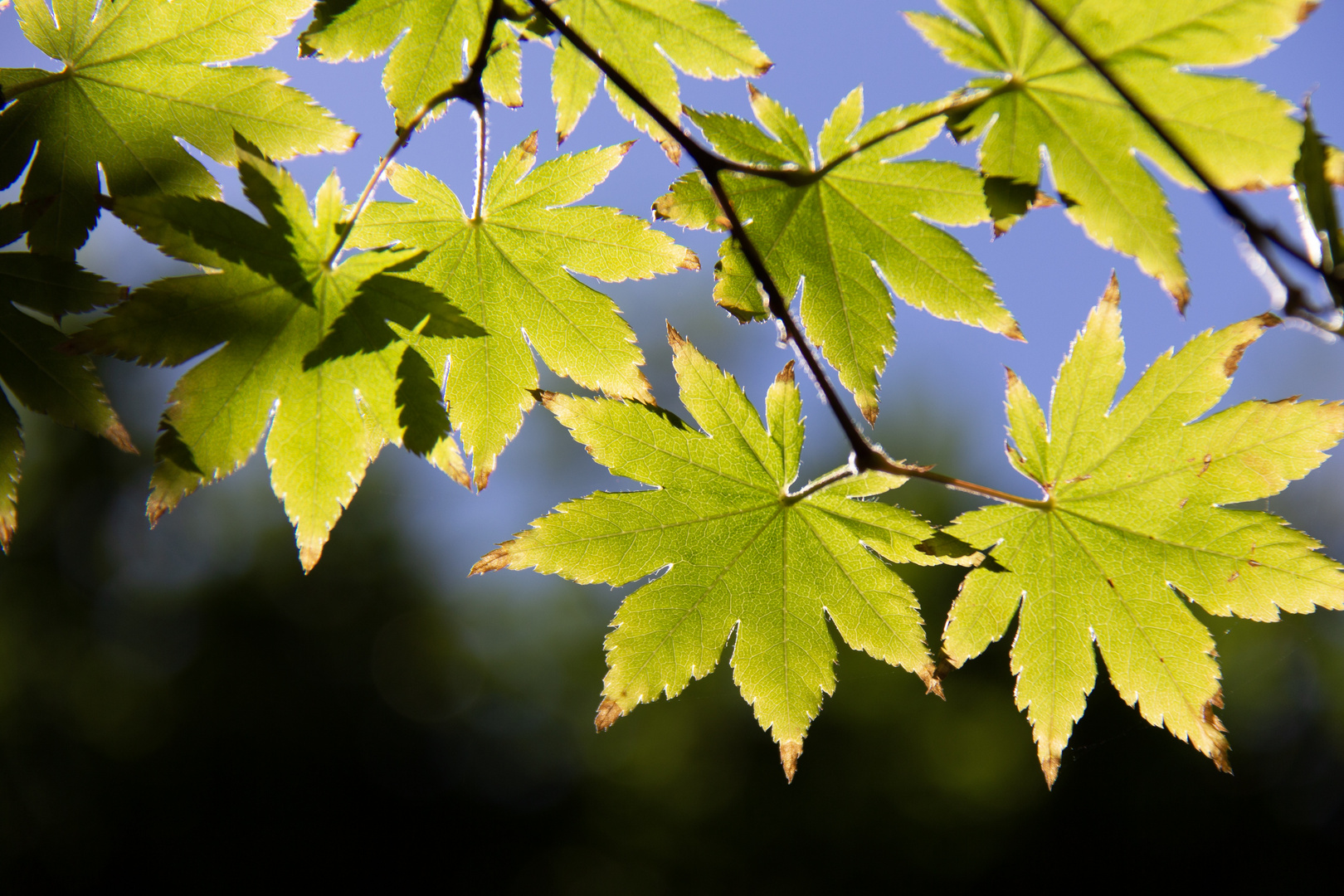 Licht und Schatten