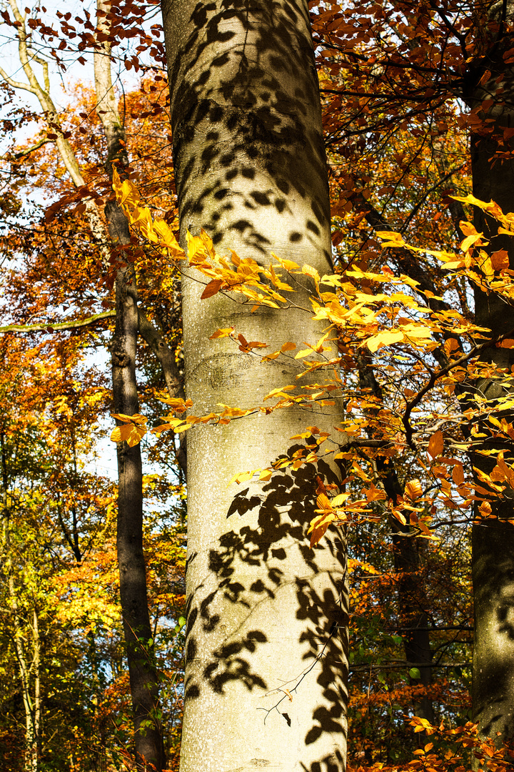 Licht und Schatten