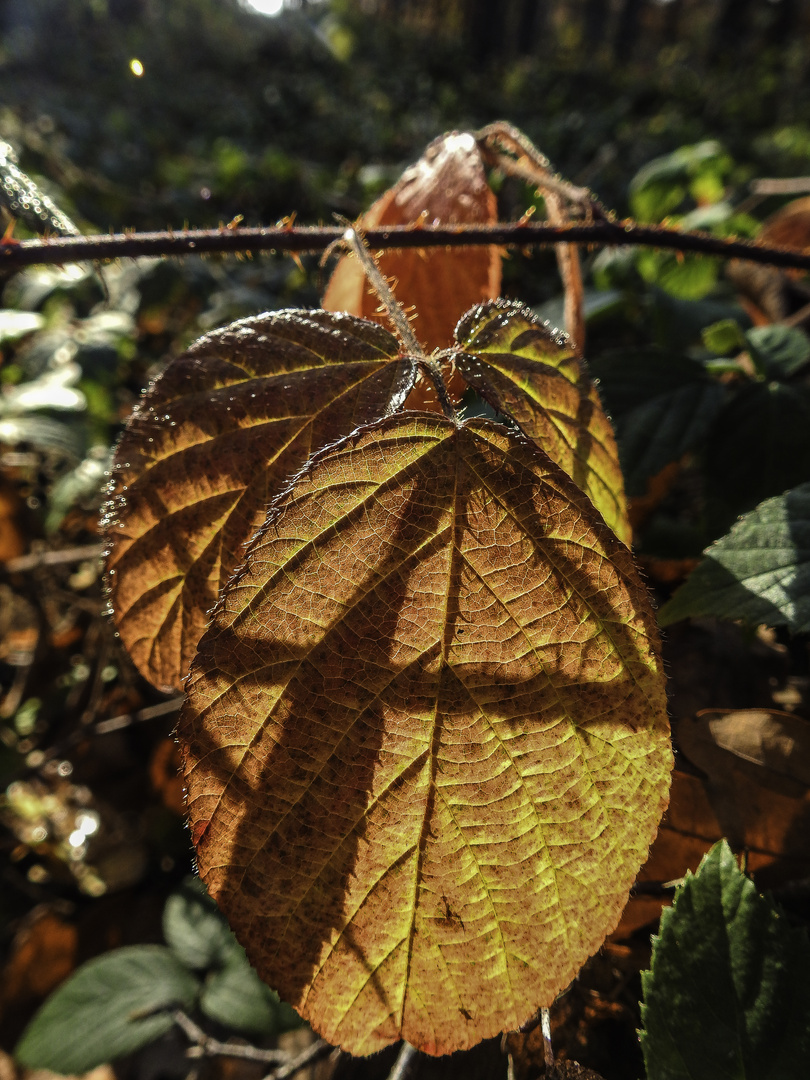 Licht und Schatten