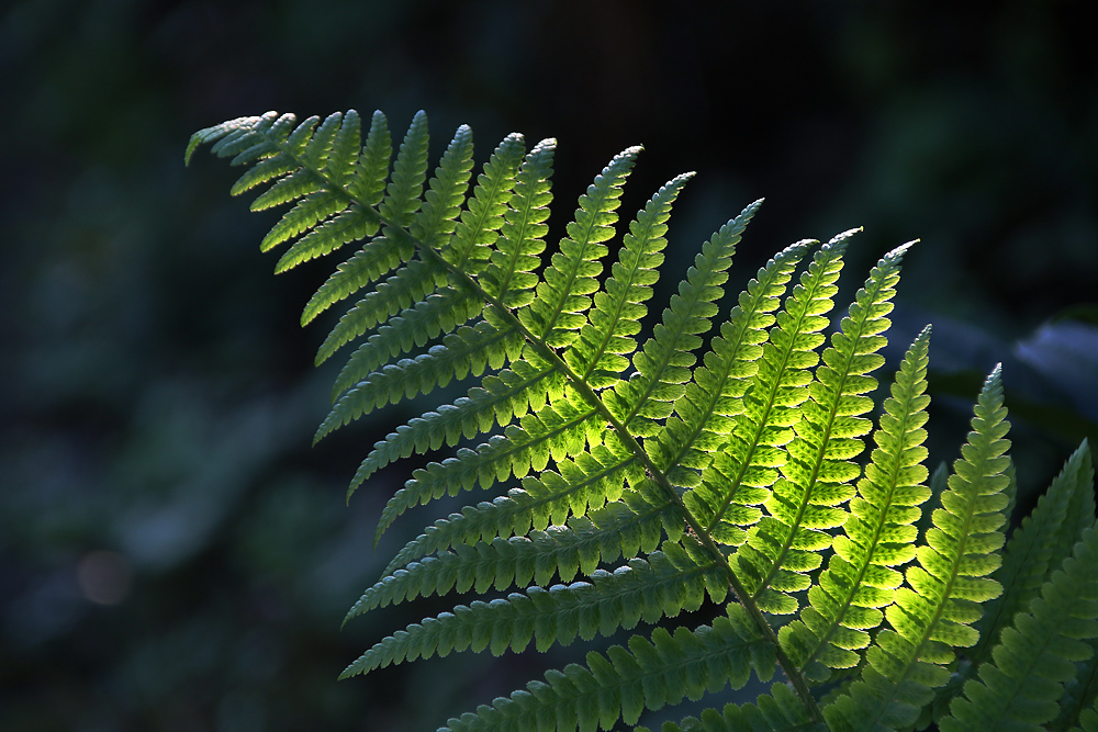 Licht und Schatten am Morgen