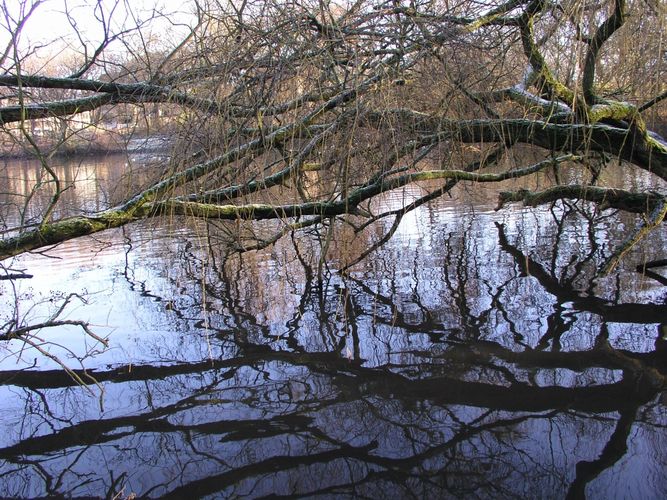 Licht und Schatten am Mühlenteich in Hamburg