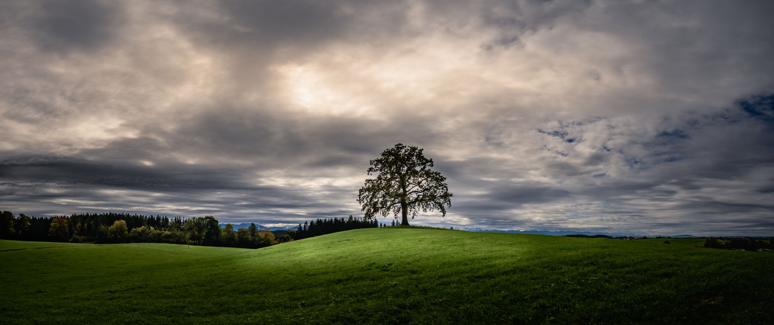 Licht und Schatten am Münsinger Baum