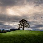 Licht und Schatten am Münsinger Baum