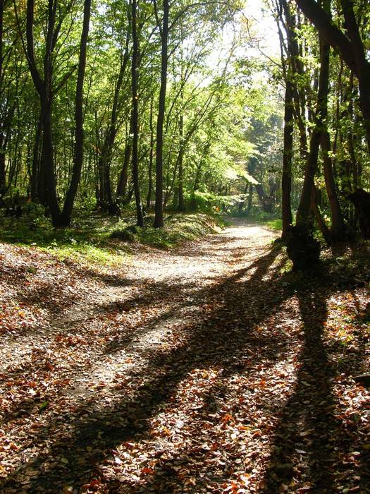 Licht und Schatten am Rheinsteig