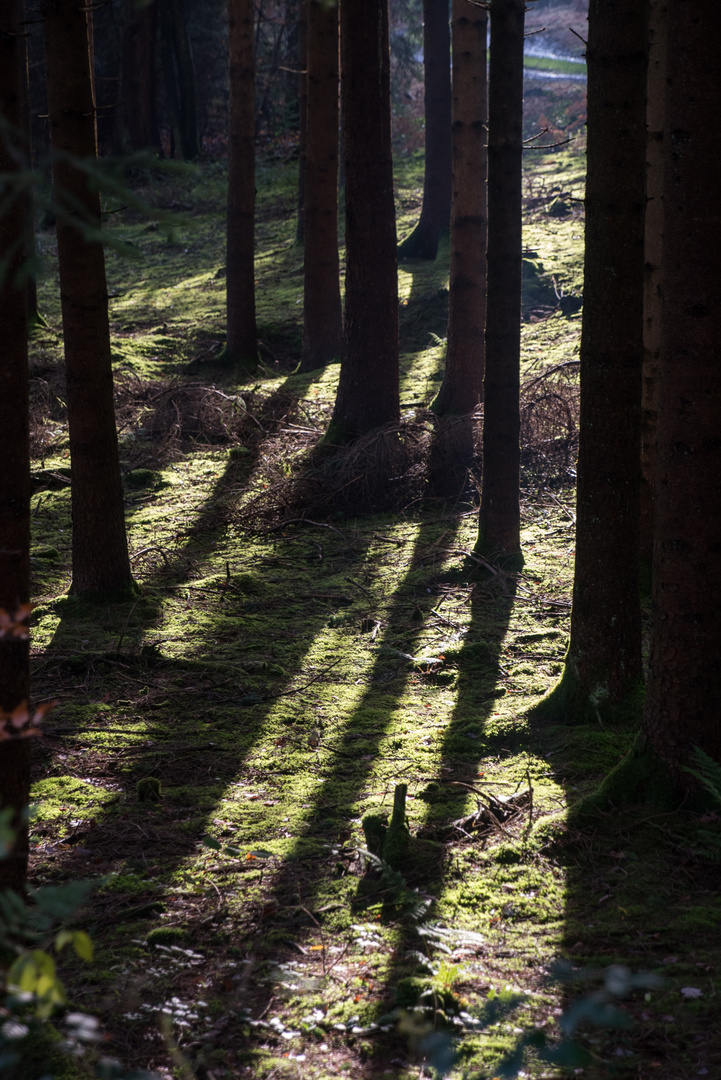 Licht und Schatten an einem klaren Wintertag im Wald