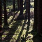 Licht und Schatten an einem klaren Wintertag im Wald