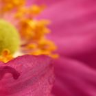 Licht und Schatten, Anemone japonica