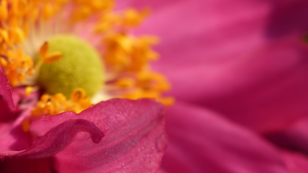 Licht und Schatten, Anemone japonica