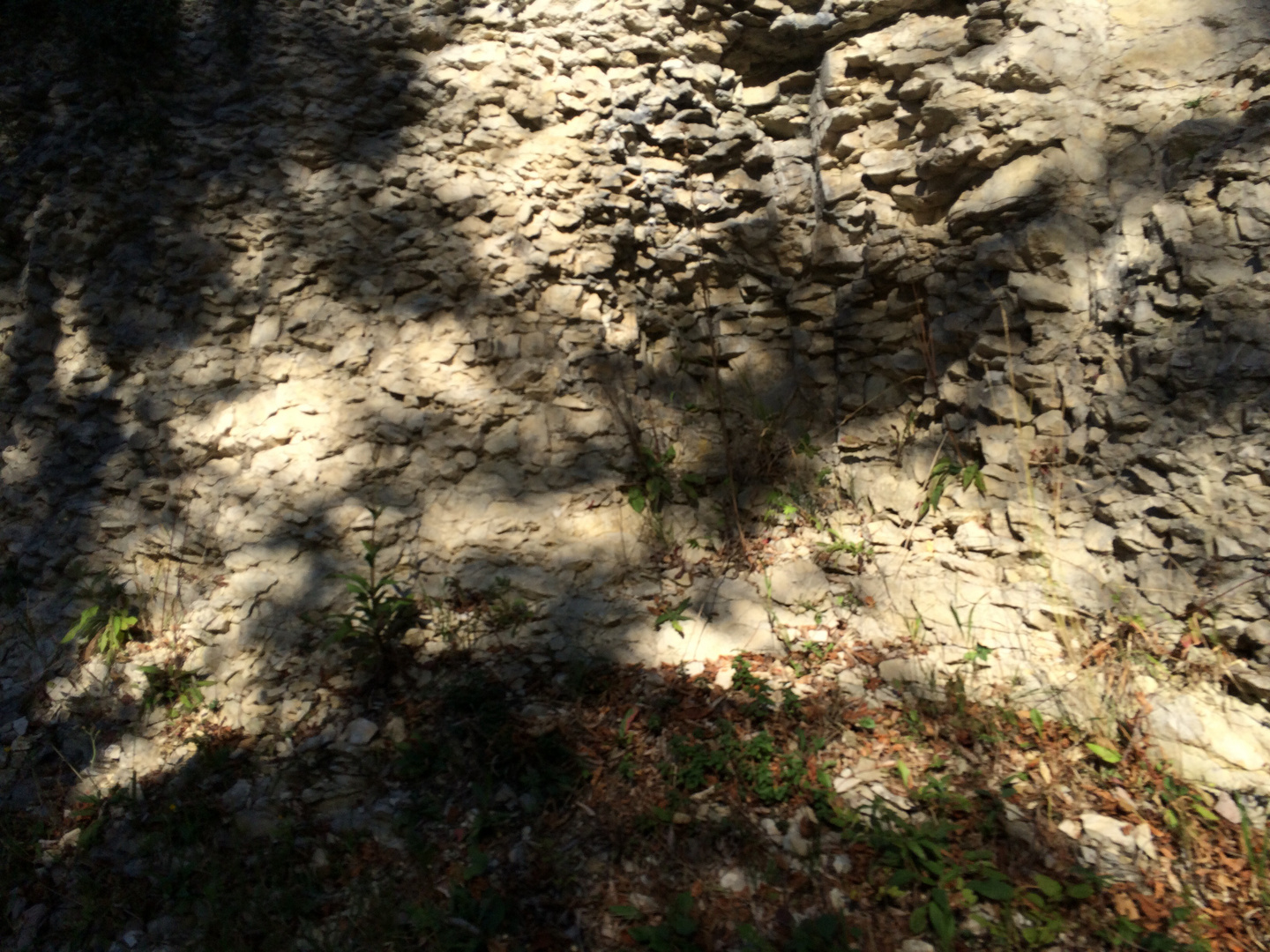 Licht und Schatten auf dem Albgestein