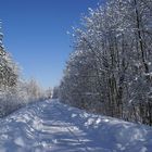 Licht und Schatten auf dem Illerdamm