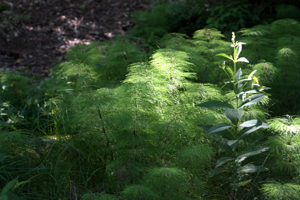 Licht und Schatten auf den Farnen