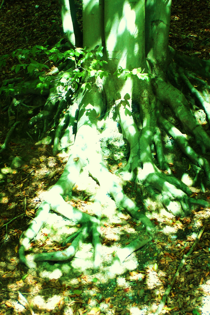 Licht und  Schatten auf den starken Wurzeln des Baumes