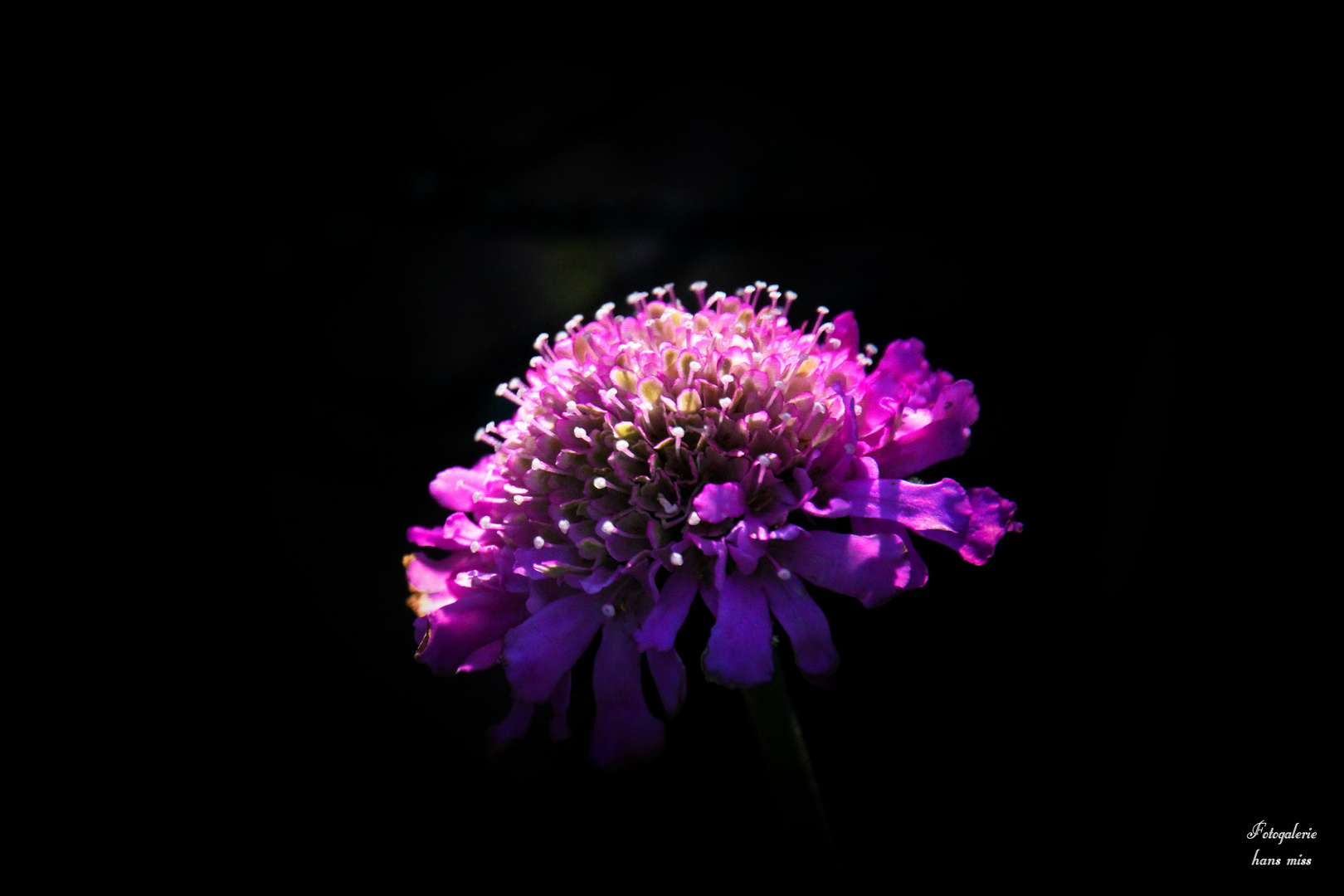 Licht und Schatten auf der blüte