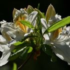 Licht und Schatten auf der Blüte