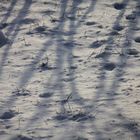 Licht und Schatten auf der dünnen Schneedecke