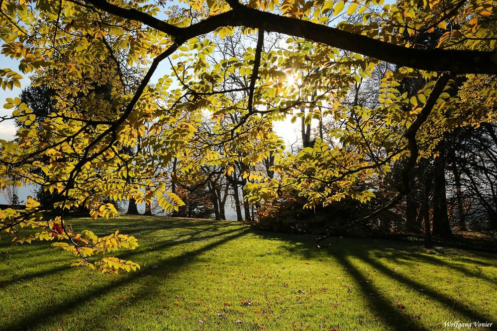 Licht und Schatten auf der Insel Mainau