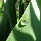 Licht und Schatten auf einer Narzisse (die leider noch nicht 2009, sondern 2008 blühte ;o) )