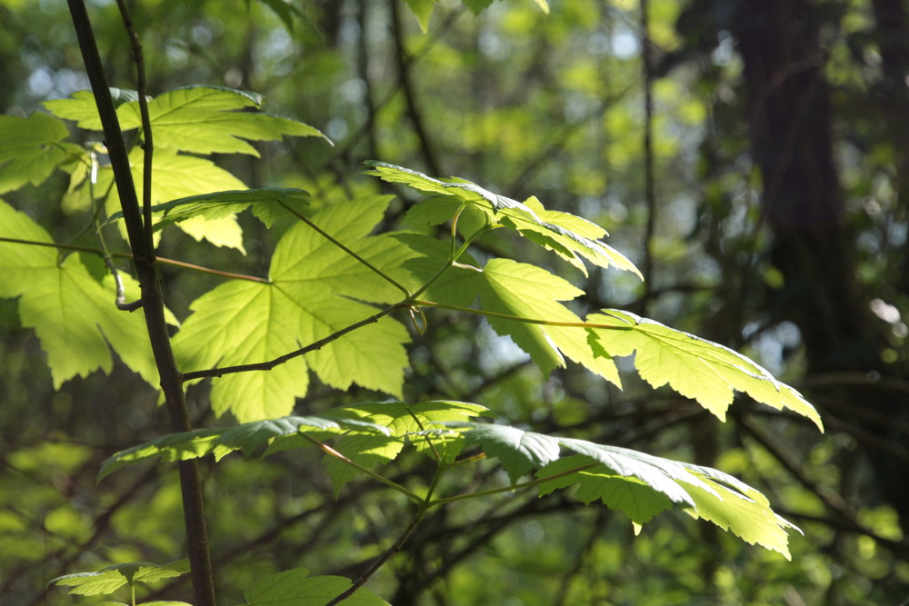 Licht und Schatten