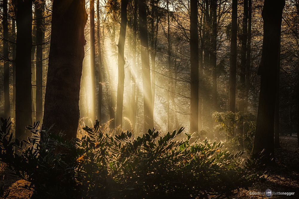 Licht und Schatten Foto &amp; Bild wald, winter, natur Bilder auf