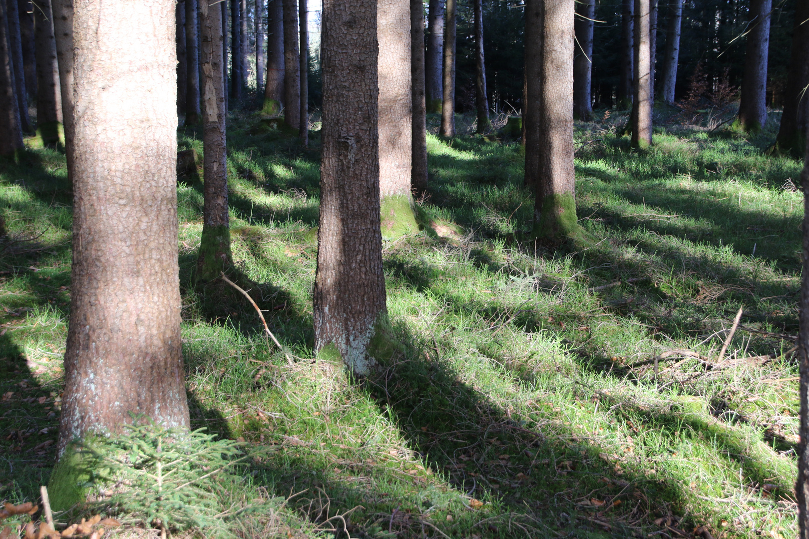 Licht und Schatten - Bäume im Wald