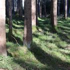 Licht und Schatten - Bäume im Wald