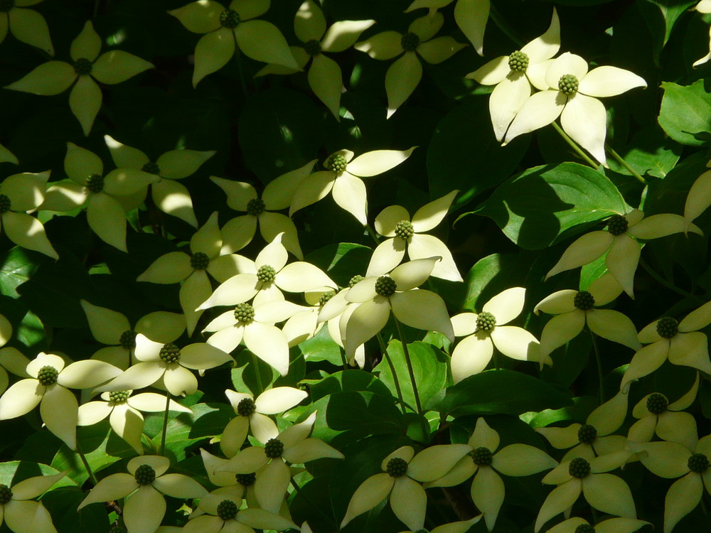 Licht und Schatten