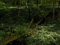 Licht und Schatten, Blüte und Verfall