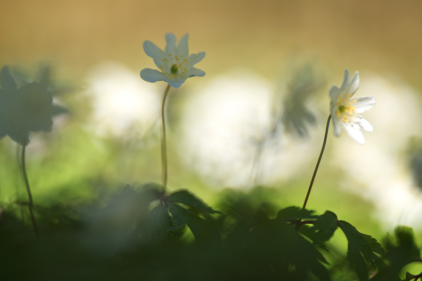 Licht und Schatten - Buschwindröschen im Frühjahr