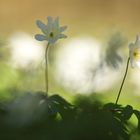 Licht und Schatten - Buschwindröschen im Frühjahr