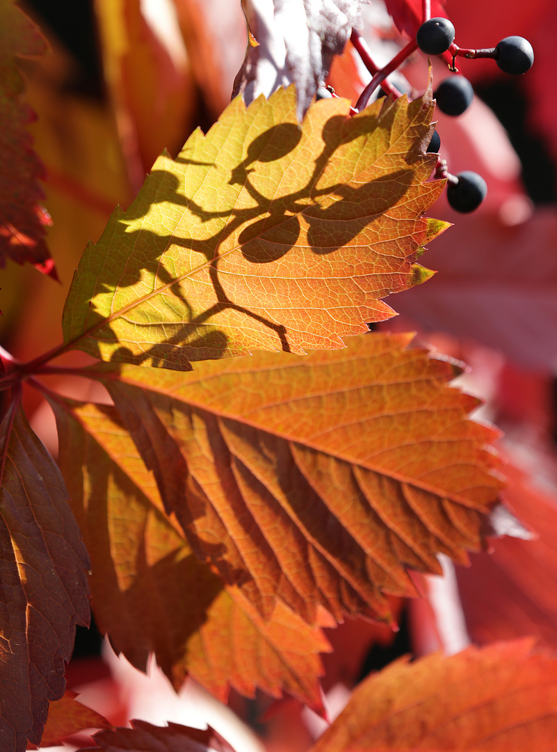 licht und schatten