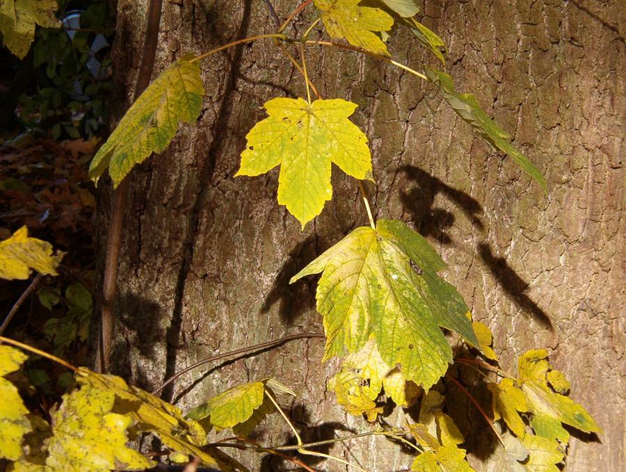 Licht und Schatten