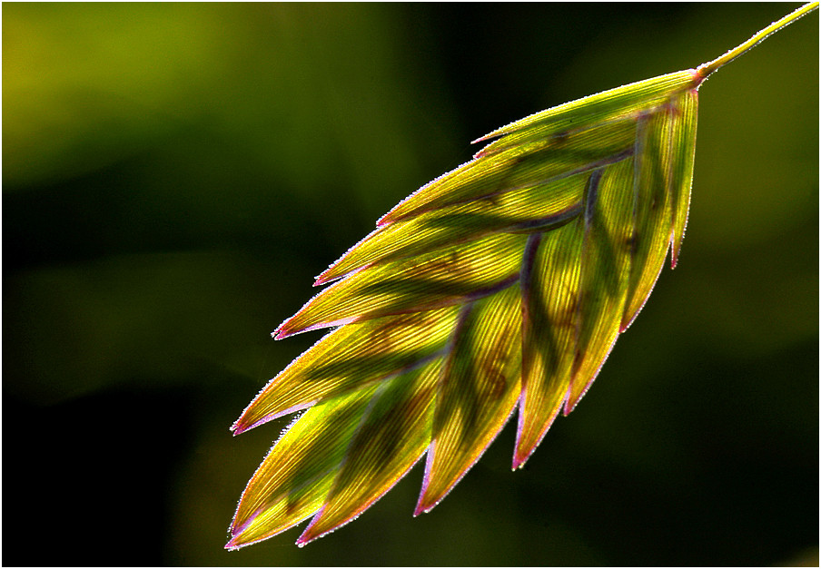 "Licht und Schatten"