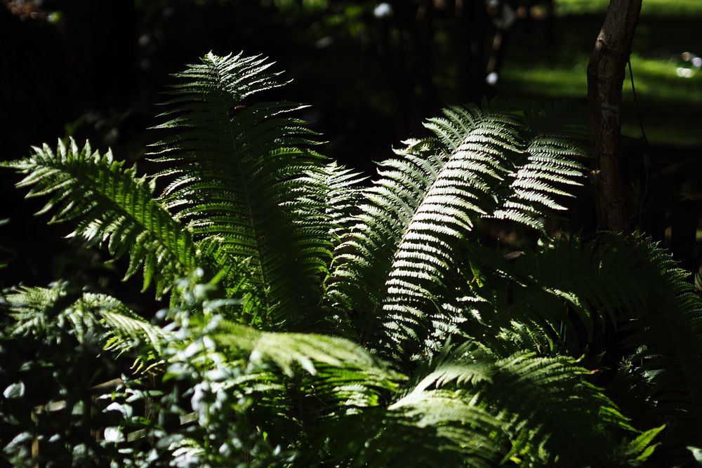 Licht und Schatten