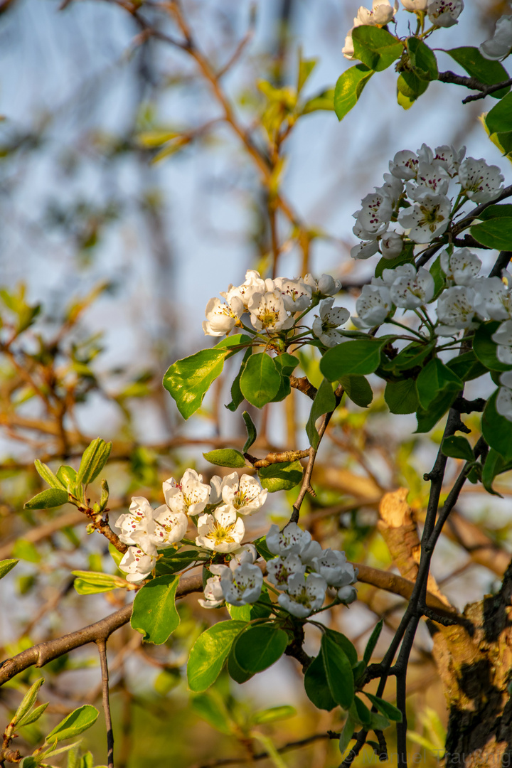 Licht und Schatten der Apfelblüte