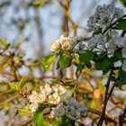 Licht und Schatten der Apfelblüte