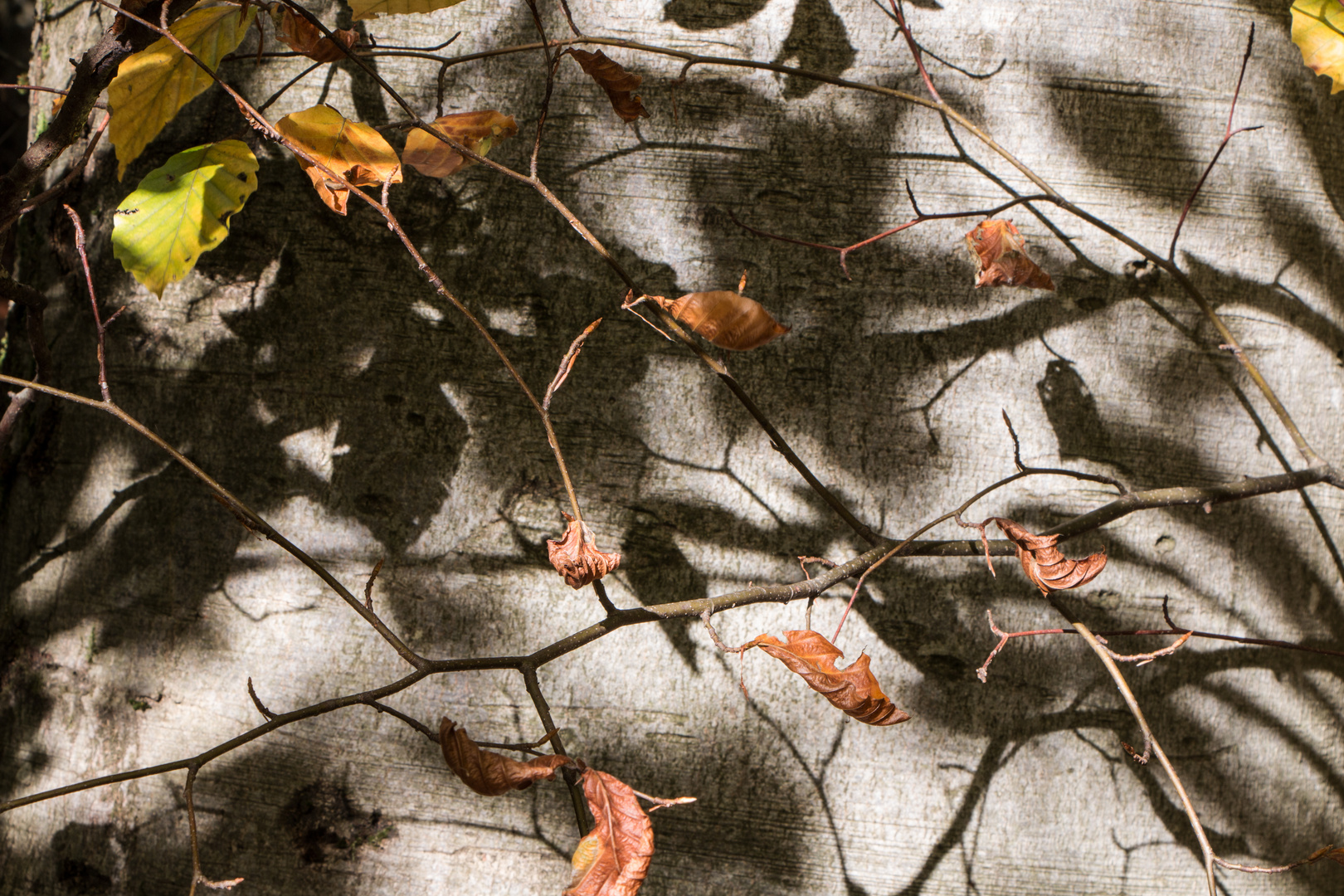 Licht und Schatten der Herbstzeit