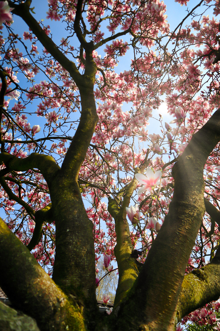 Licht und Schatten der Magnolie