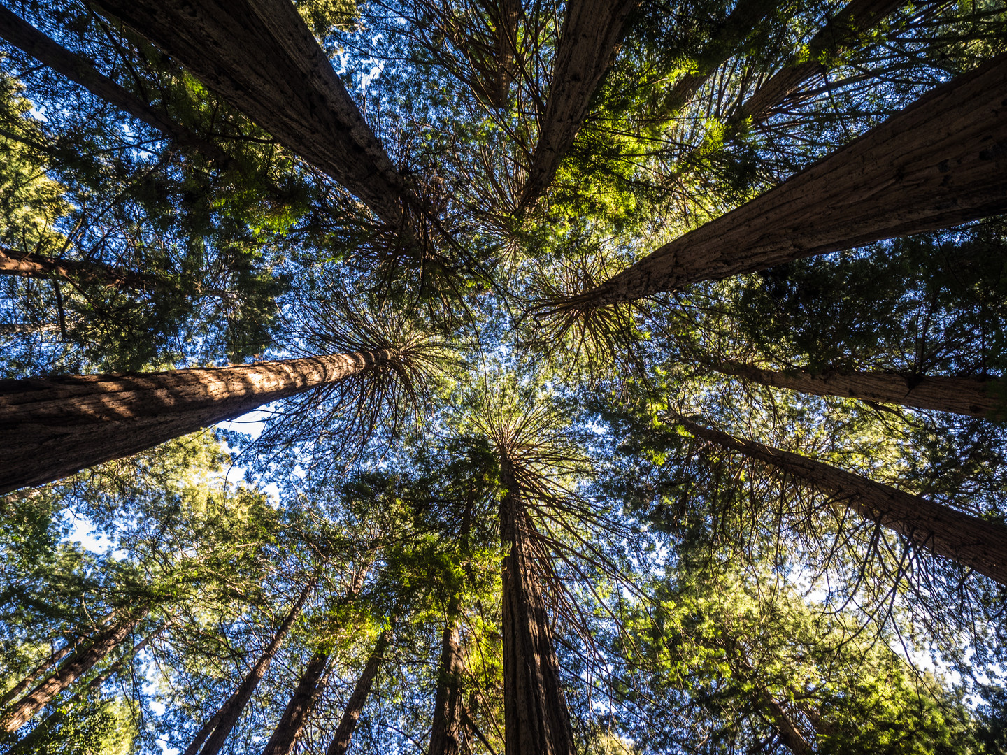 Licht und Schatten der Redwoods