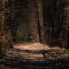 Licht und Schatten des Waldes