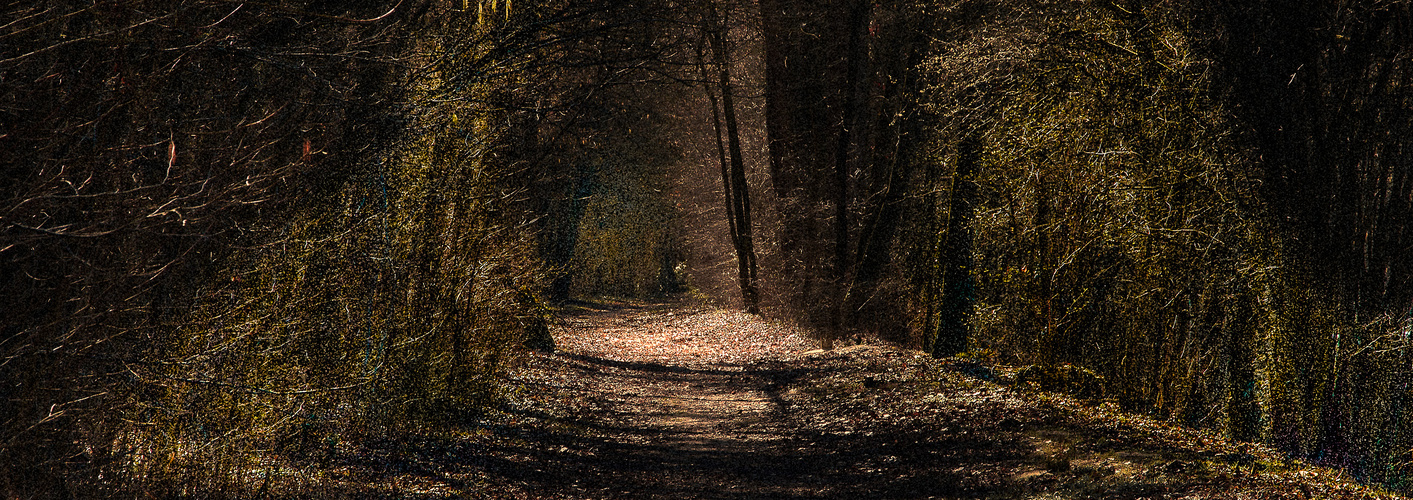 Licht und Schatten des Waldes