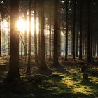 Licht und Schatten durch die Bäume