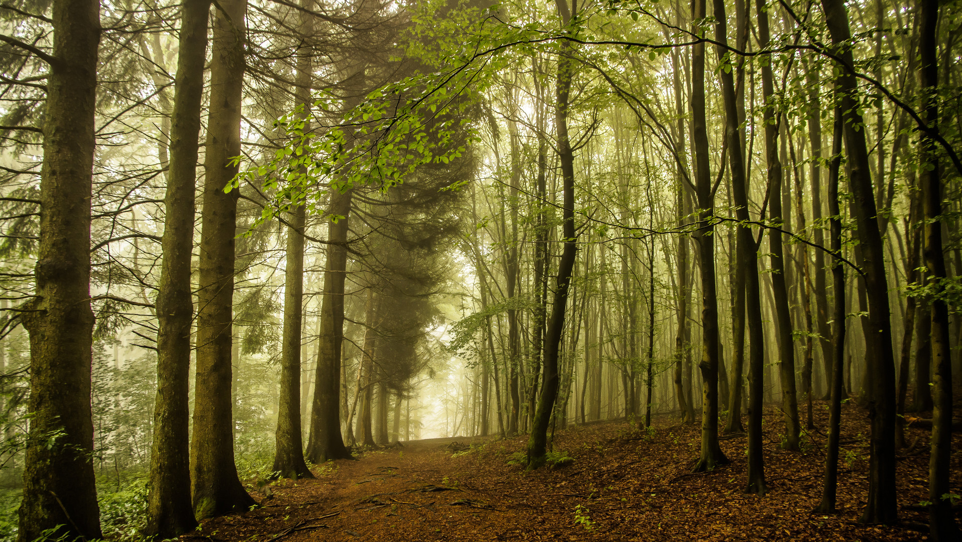 Licht und Schatten es Waldes