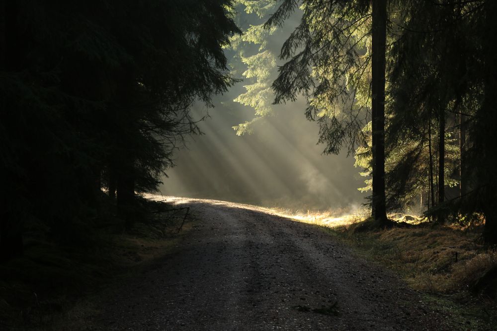 Licht und Schatten Foto &amp; Bild wald, sonnenaufgang, natur Bilder auf