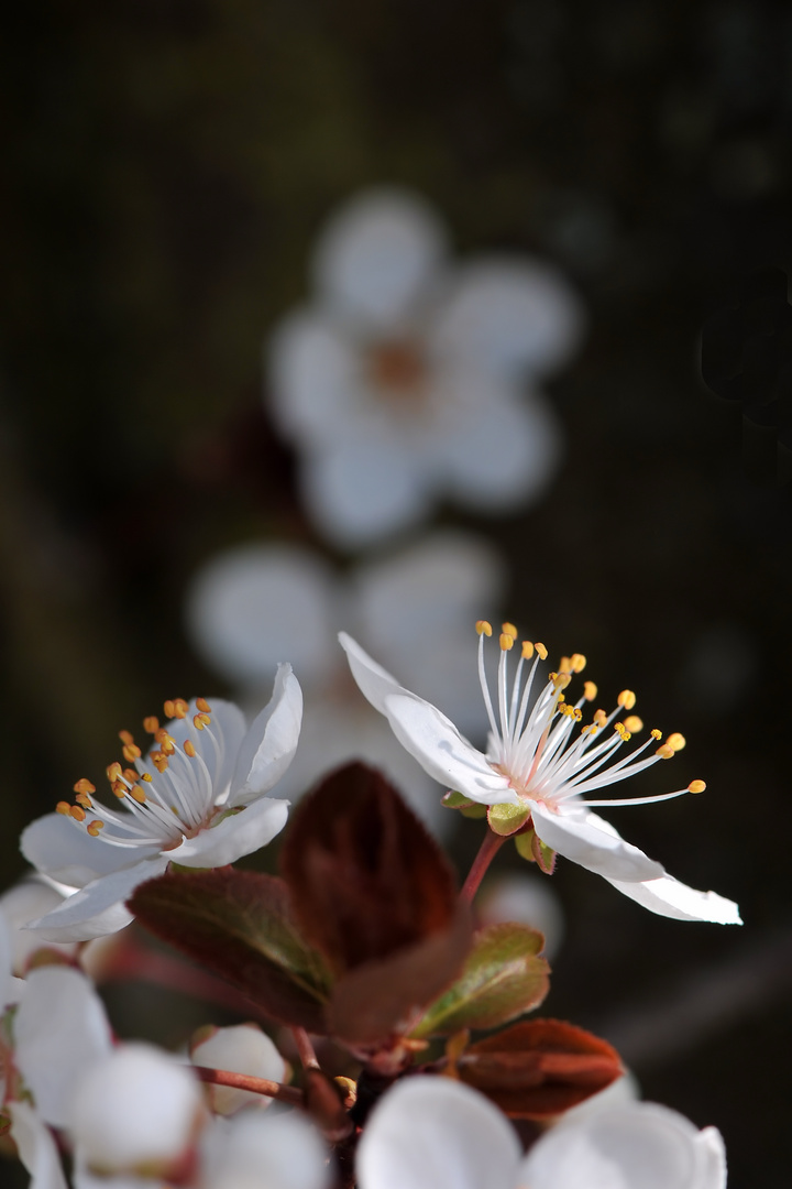 Licht und Schatten