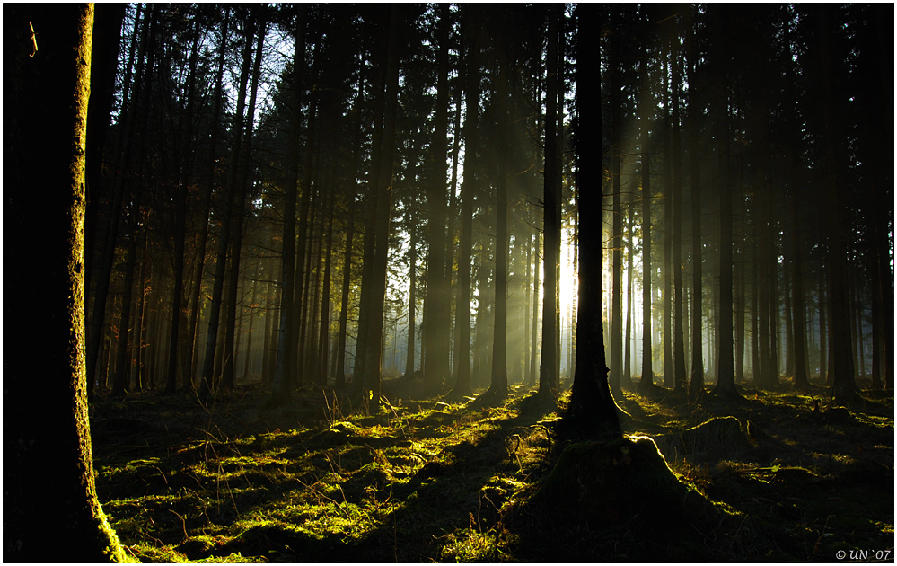 Licht und Schatten I Foto &amp; Bild landschaft, wald, natur Bilder auf