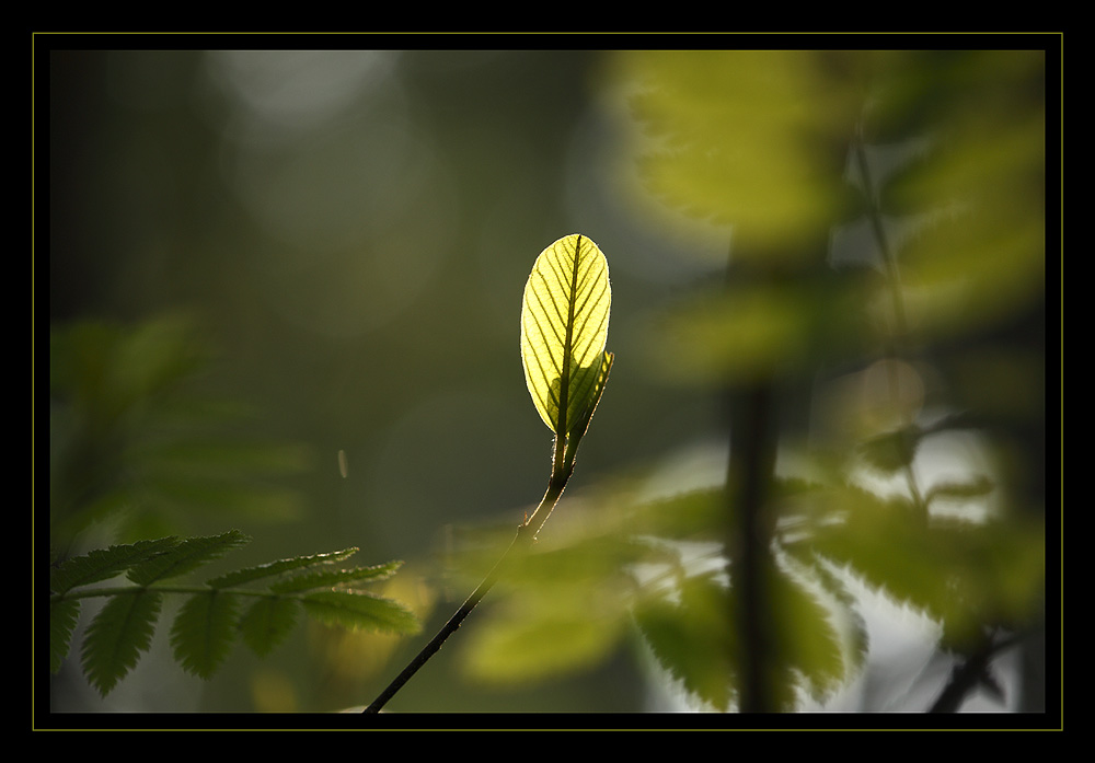 Licht und Schatten II